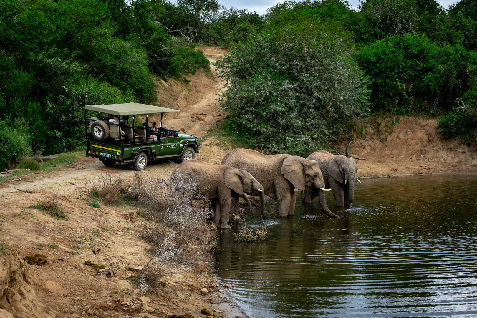 game drive elephant wateringhole