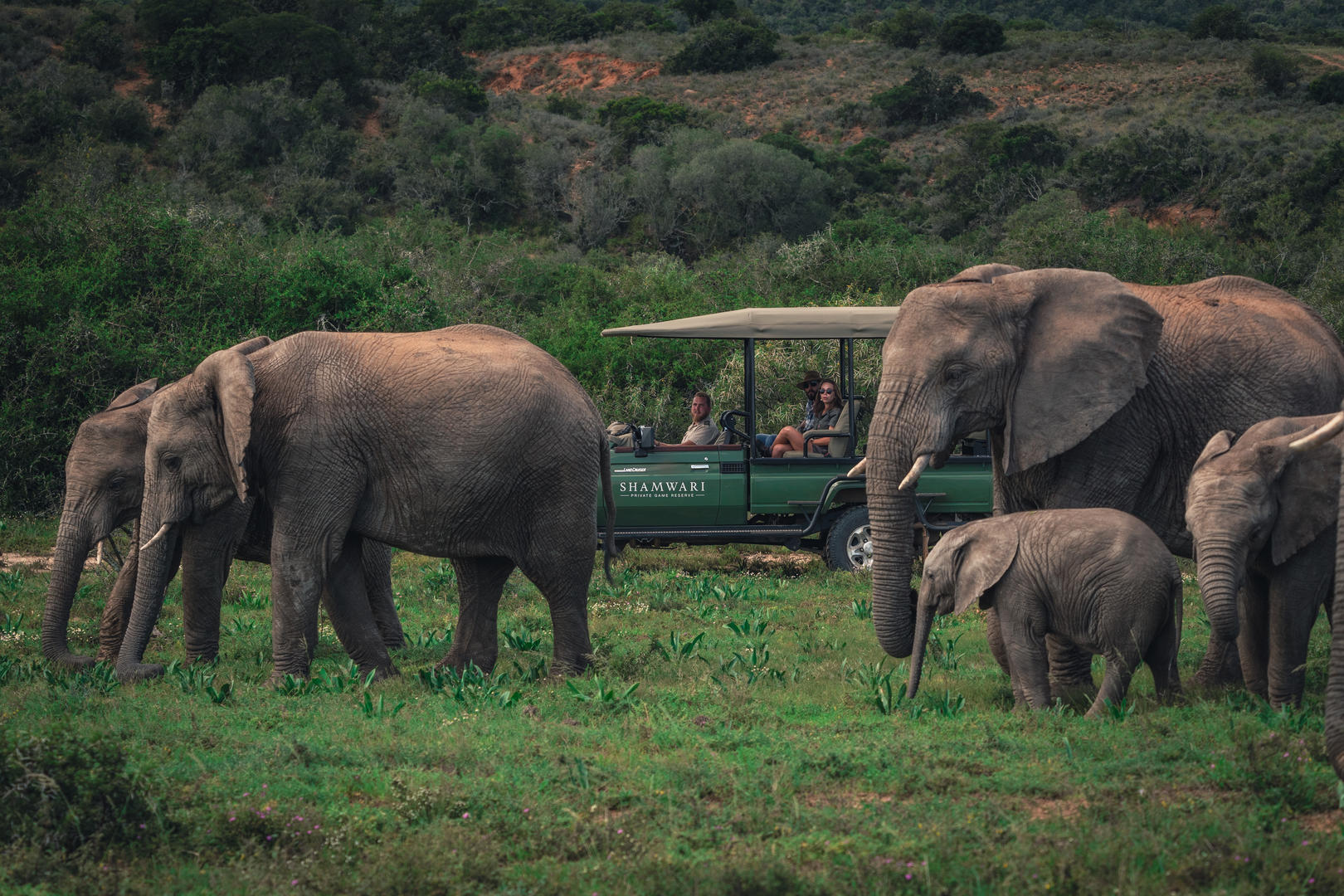 gd elephants 8