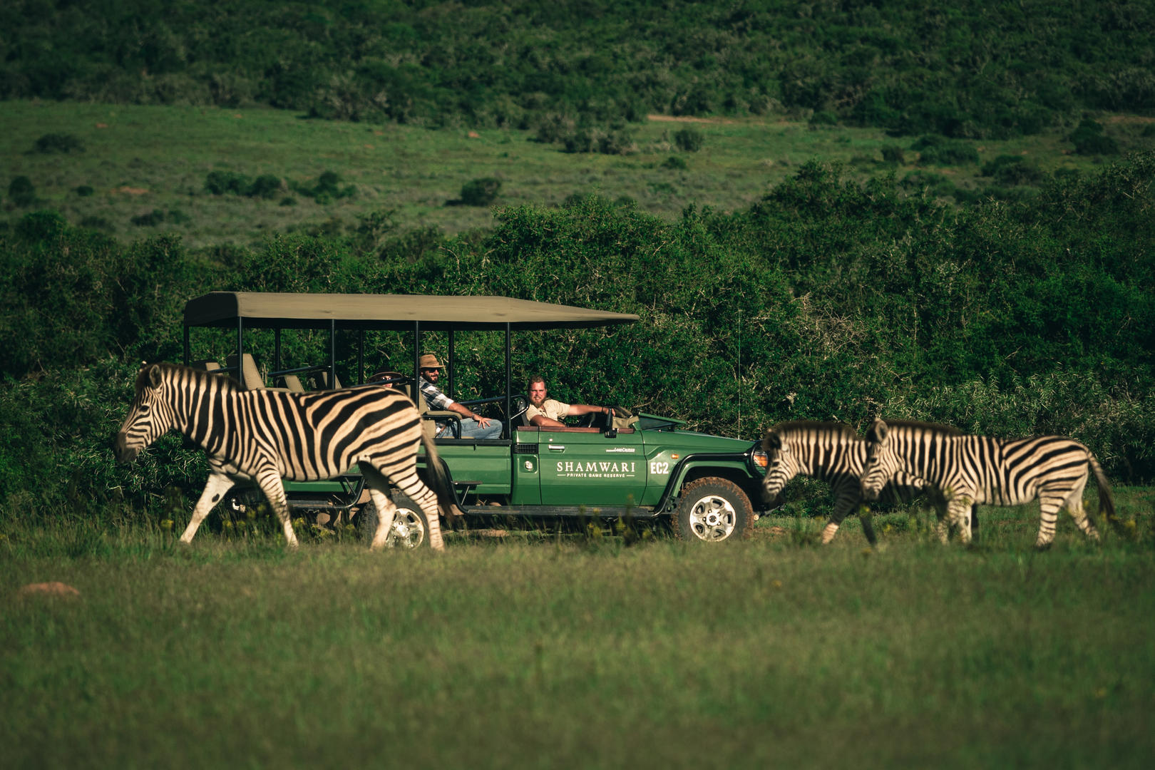 gd zebra 2