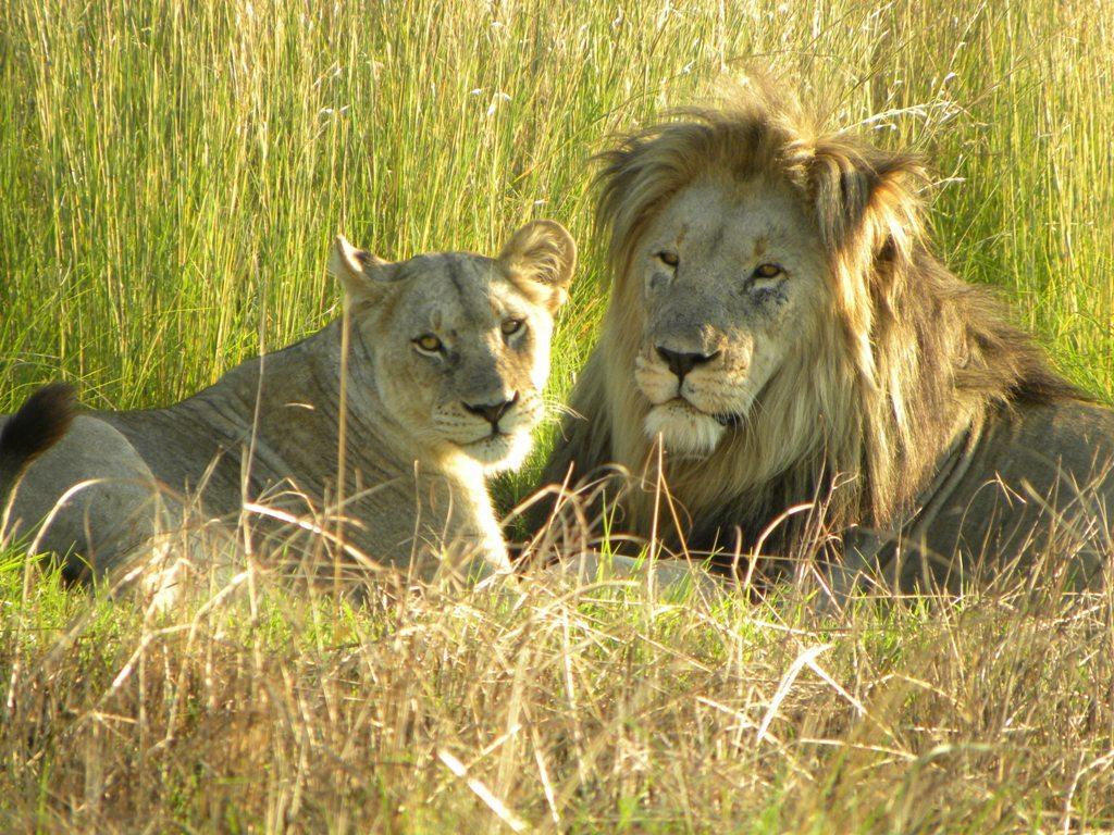 lions 1