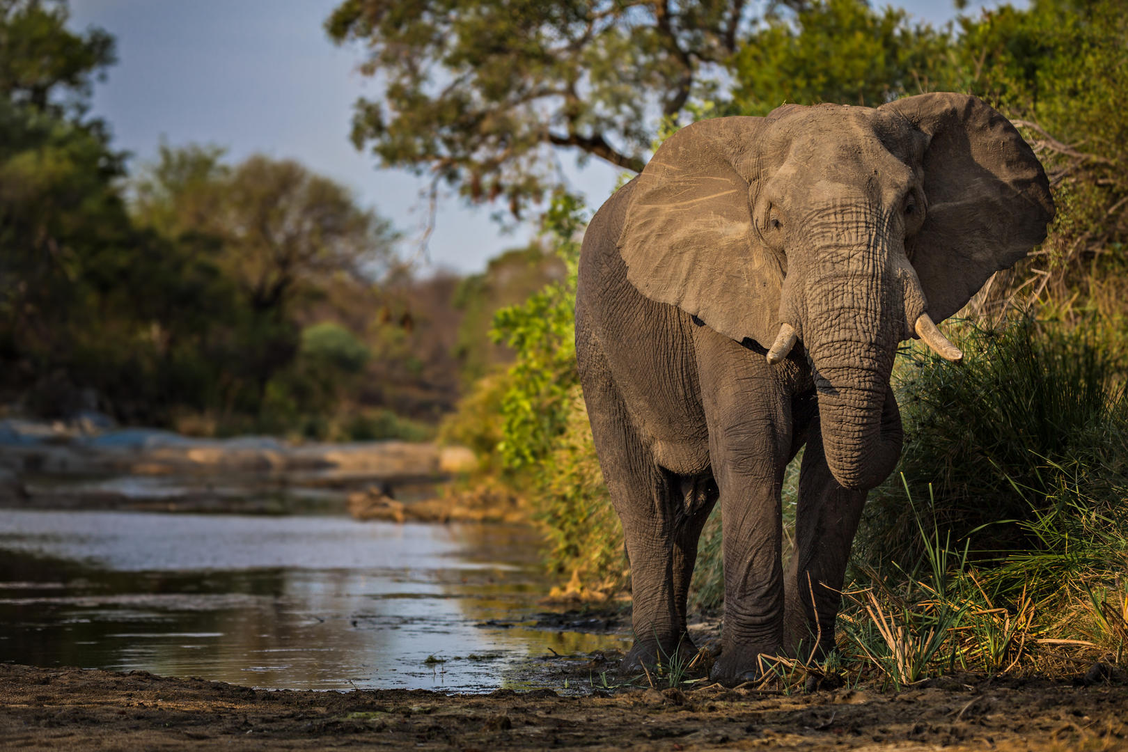 Motswari Geigers Camp Wildlife (3)