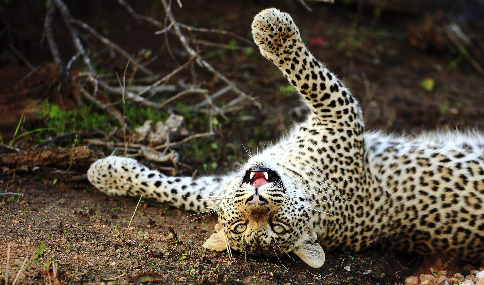 Motswari Geigers Camp Wildlife (4)