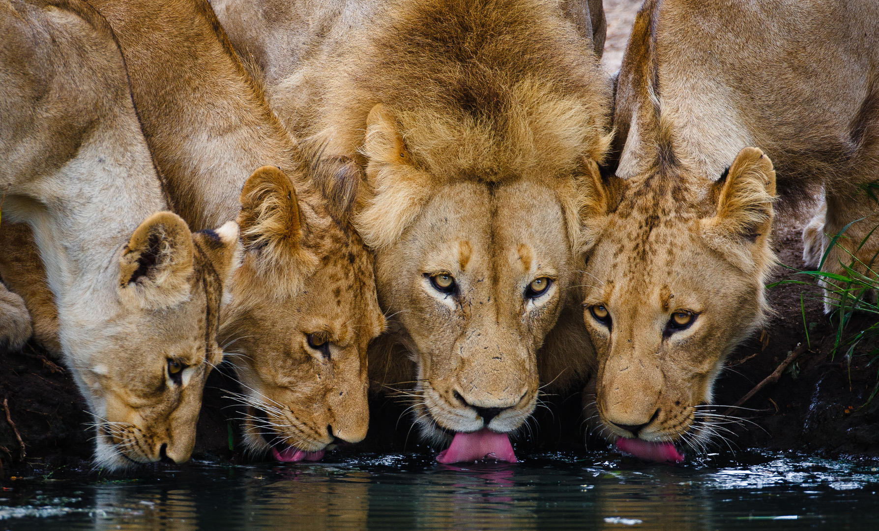 Motswari Geigers Camp Wildlife (5)