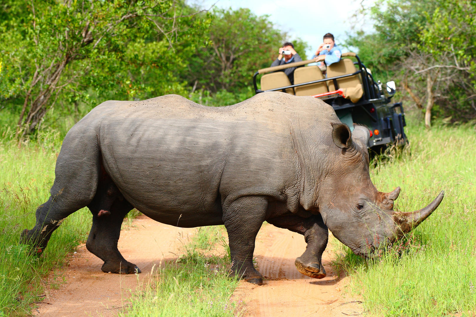 Motswari Geigers Camp Wildlife (6)