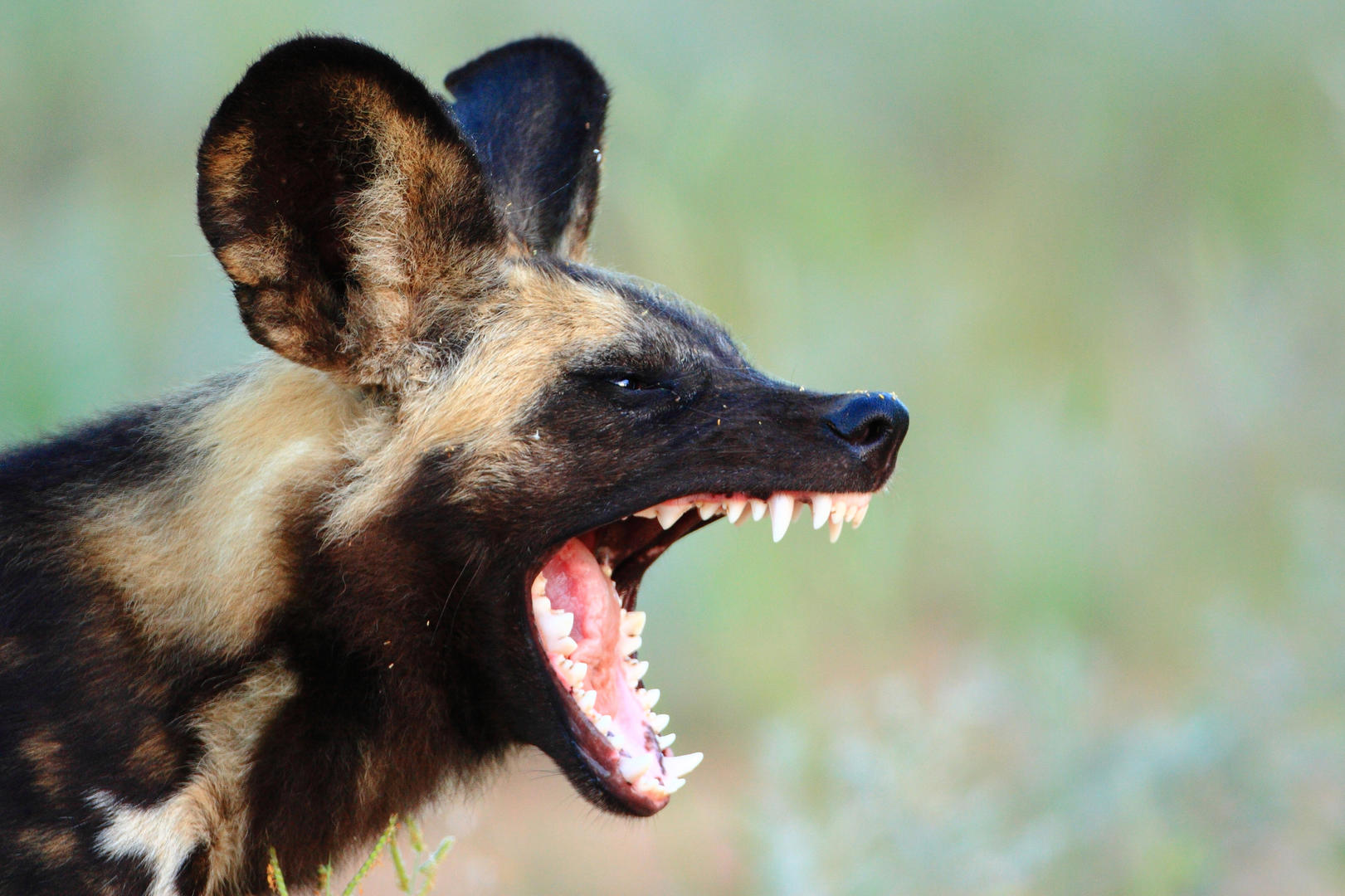 Motswari Geigers Camp Wildlife (7)