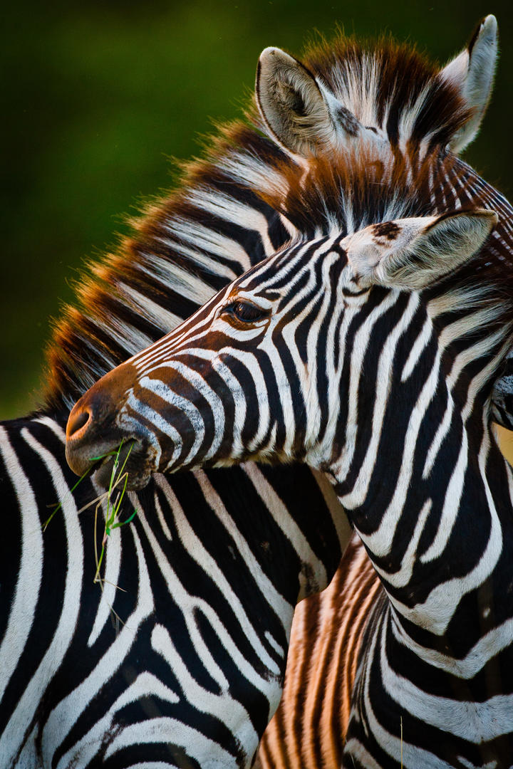 Motswari Geigers Camp Wildlife (8)