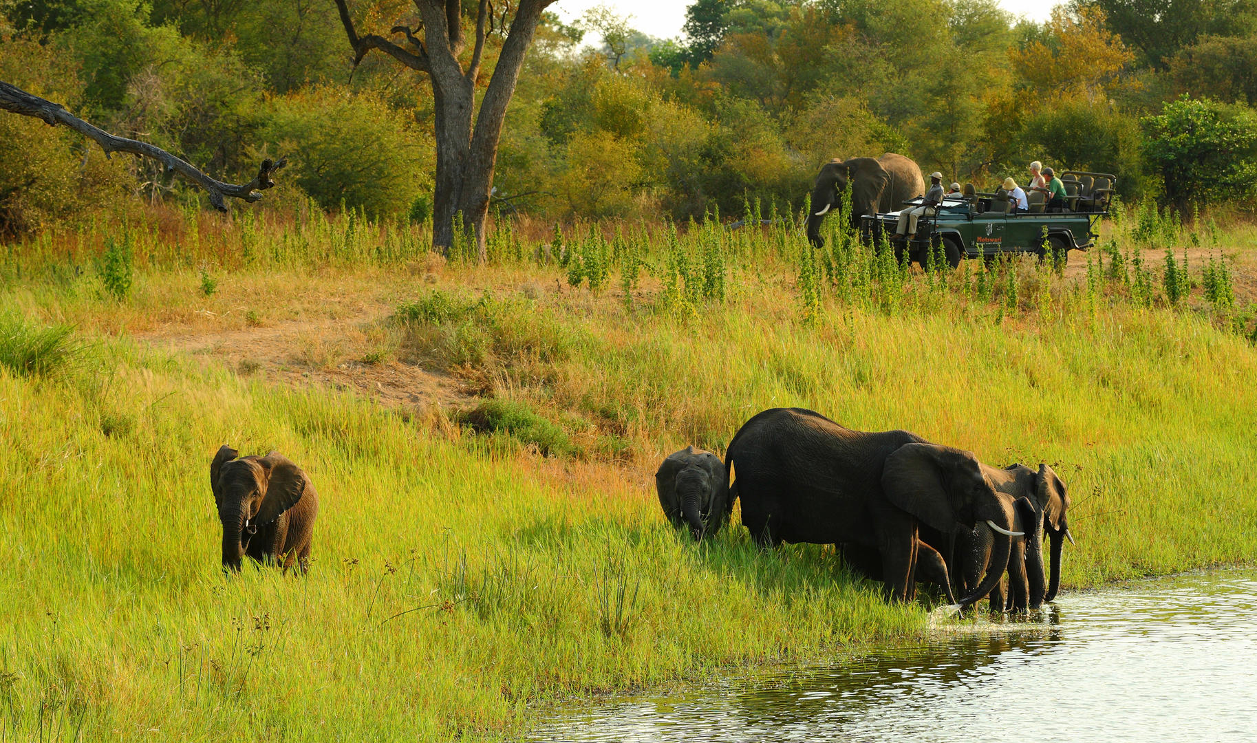 Motswari Geigers Camp Wildlife (9)