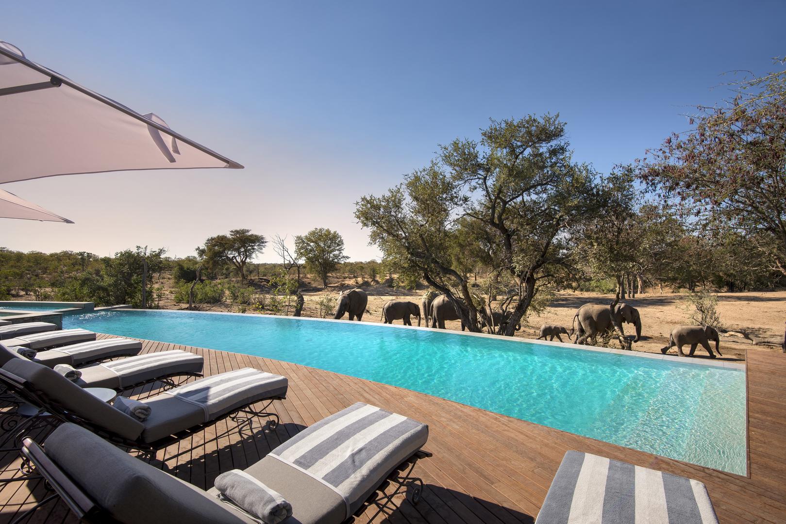 andBeyond Ngala Safari Lodge Wildlife (1)