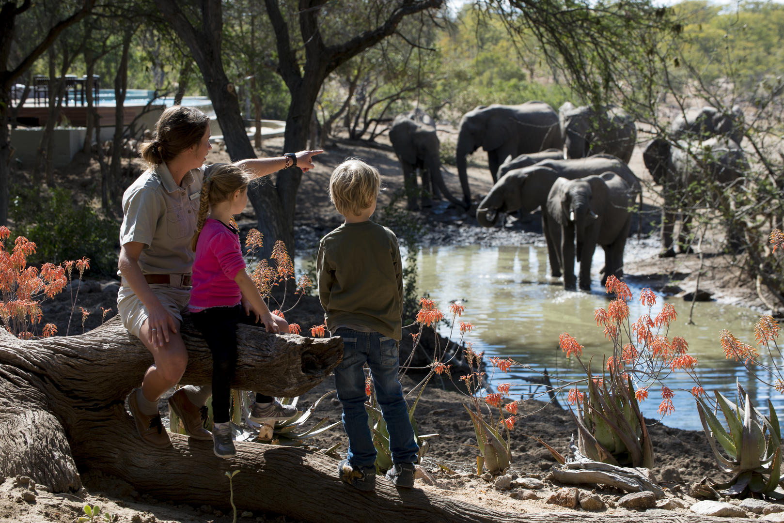andBeyond Ngala Safari Lodge Wildlife (10)