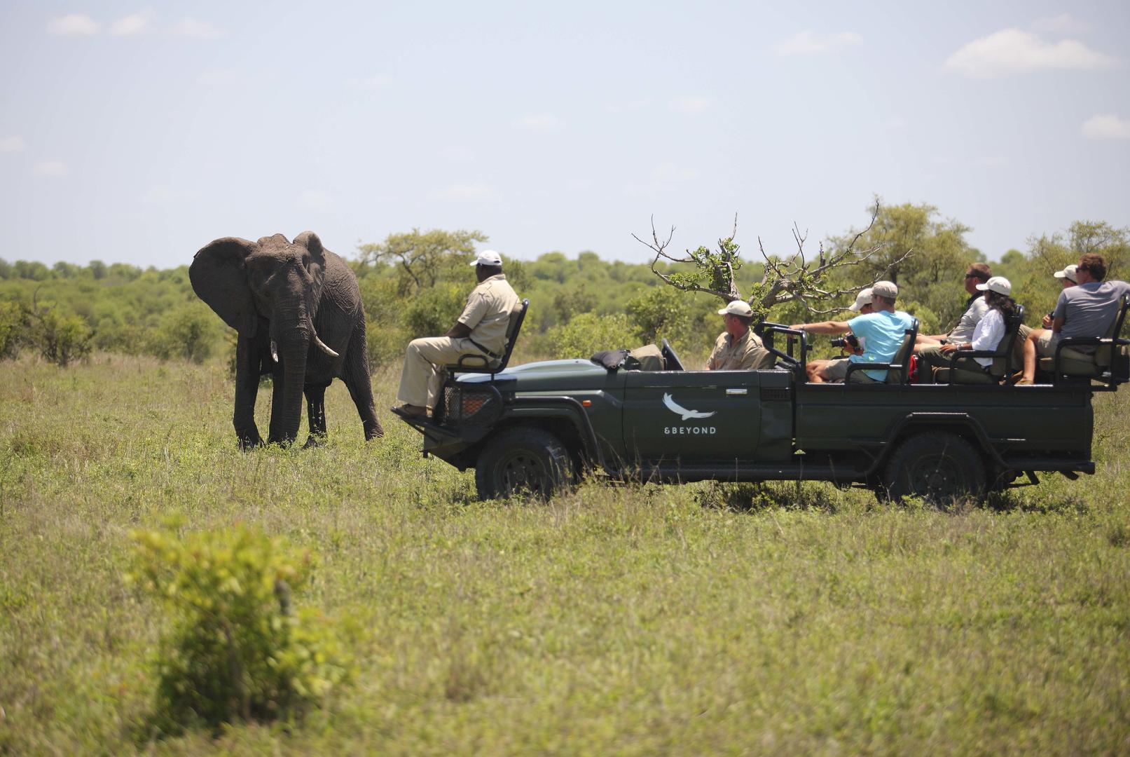 andBeyond Ngala Safari Lodge Wildlife (2)