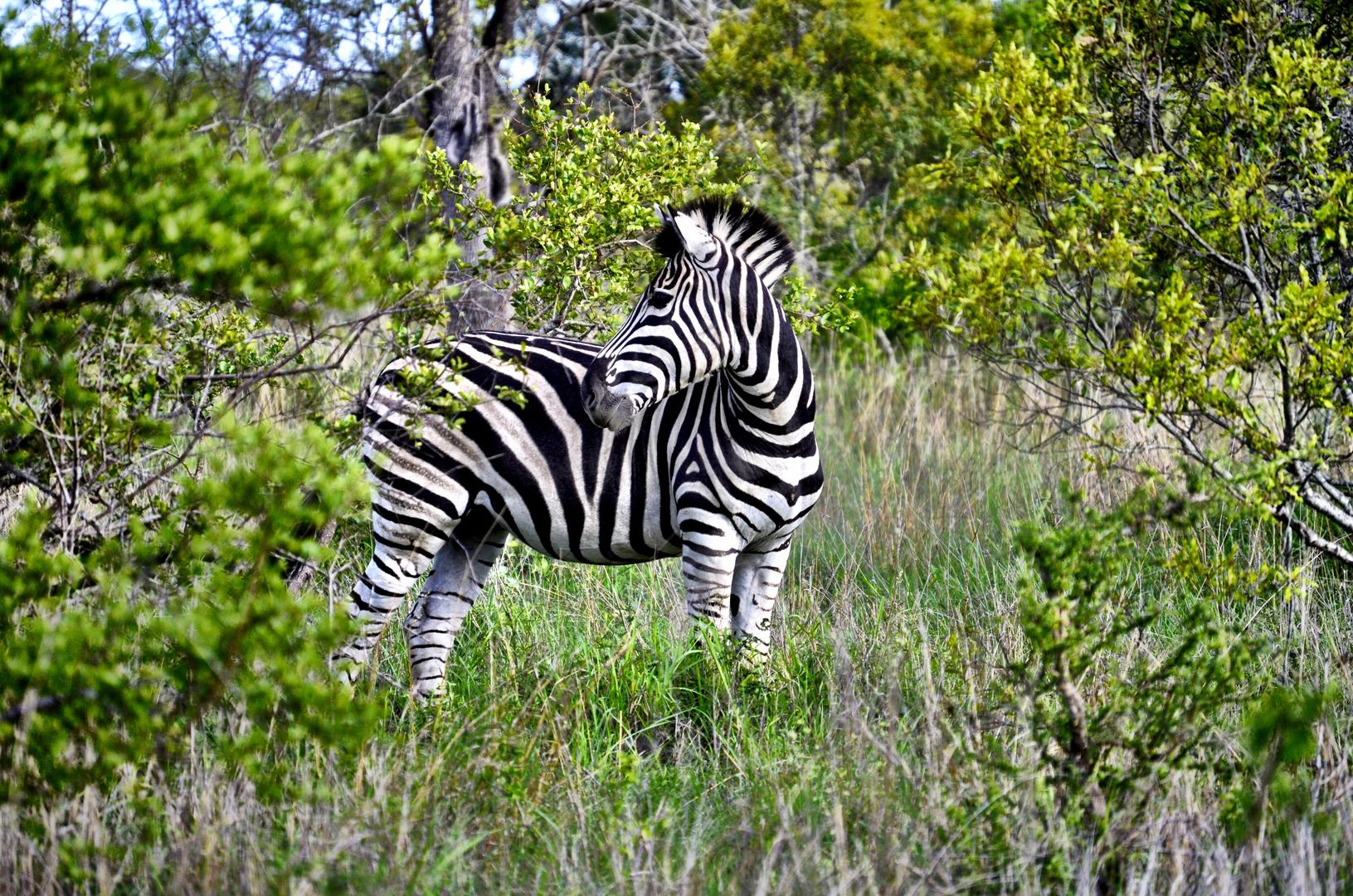 andBeyond Ngala Safari Lodge Wildlife (3)