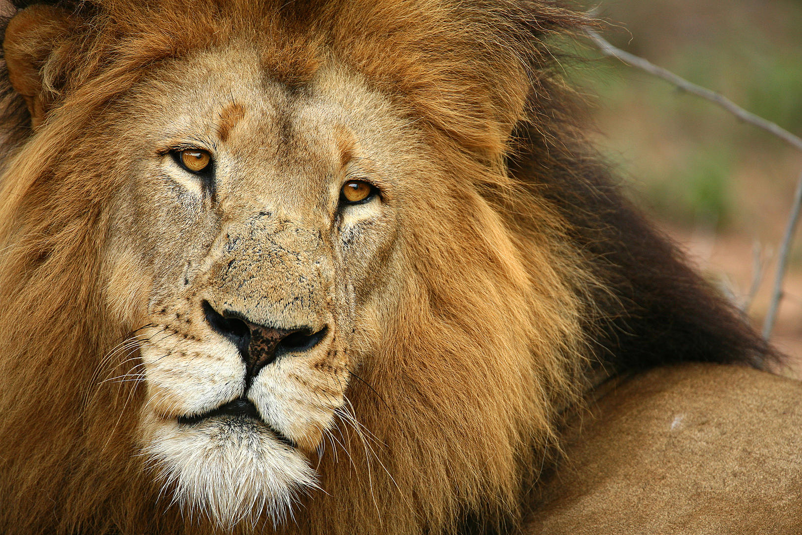 andBeyond Ngala Safari Lodge Wildlife (4)
