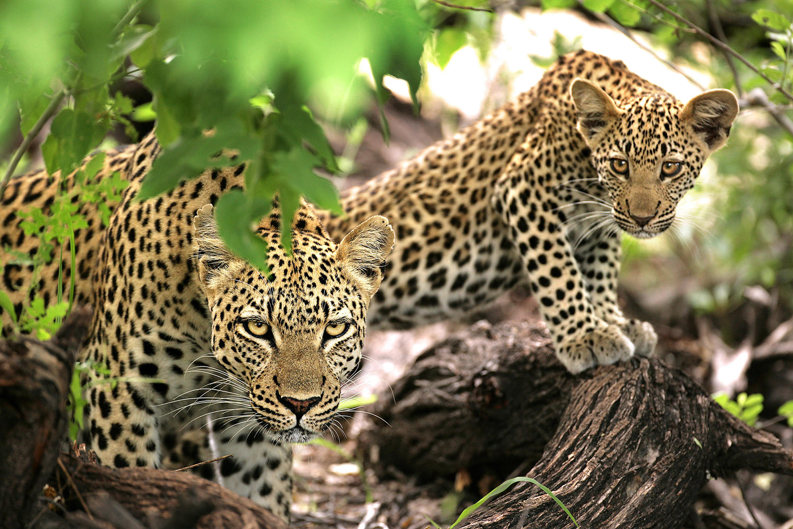 andBeyond Ngala Safari Lodge Wildlife (5)