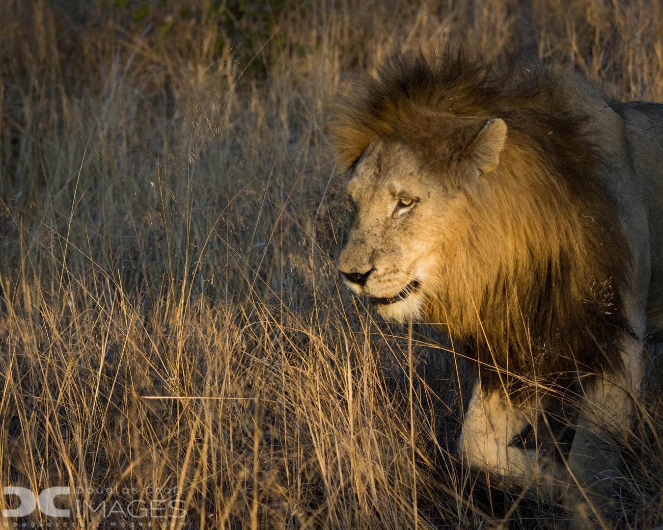 andBeyond Ngala Safari Lodge Wildlife (8)