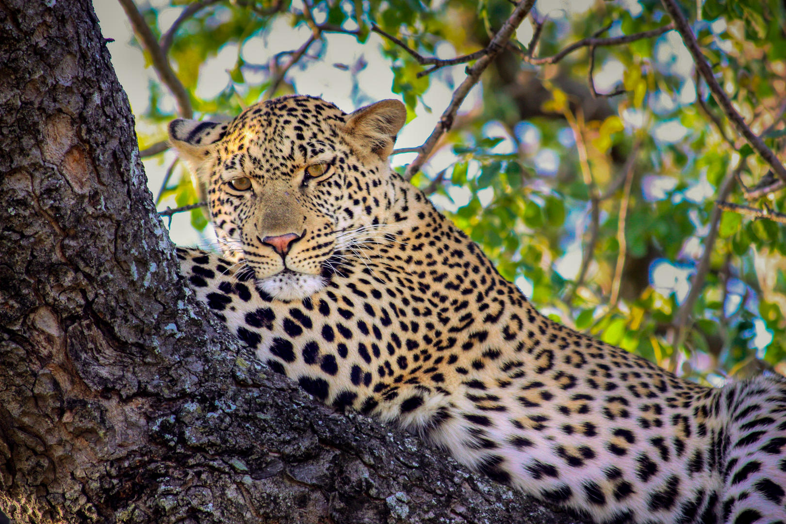 andBeyond Ngala Safari Lodge Wildlife (9)