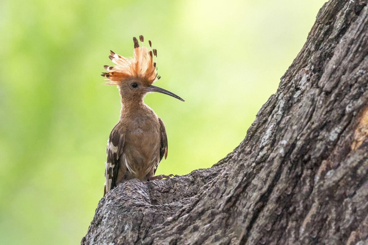 1768676445599rockfig safari camp 89