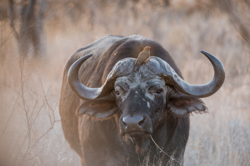 Machaton Private Camp Timbavati Buffalo