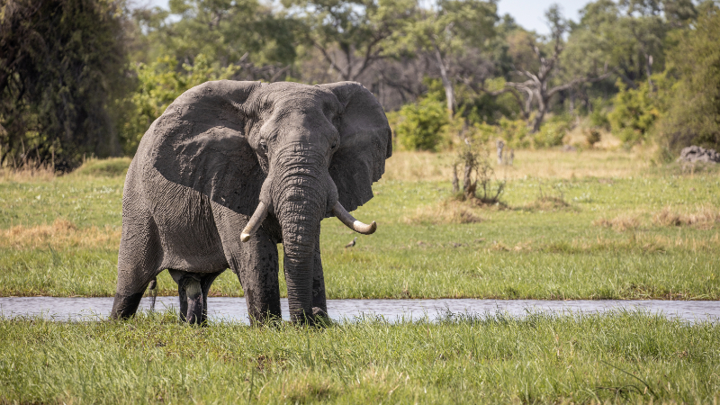 Machaton Private Camp Timbavati Elephant