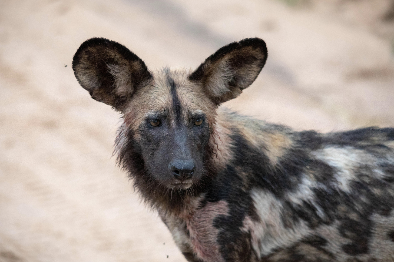 Machaton Private Camp Timbavati Food Wild Dog