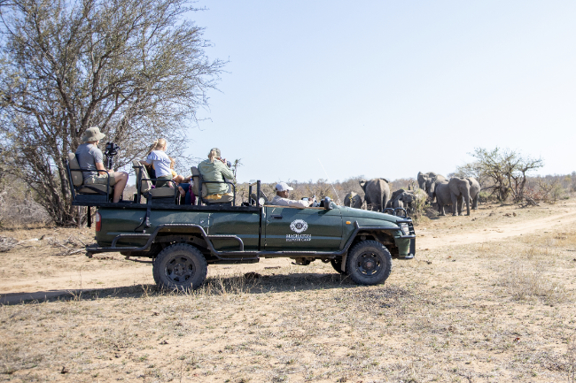 Machaton Private Camp Timbavati Game Drive