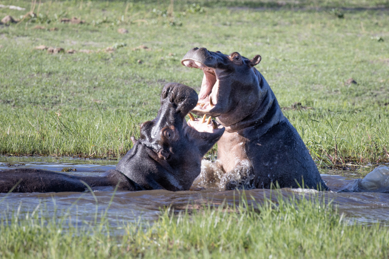 Machaton Private Camp Timbavati Hippos