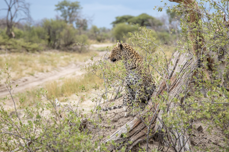 Machaton Private Camp Timbavati Leopard 2