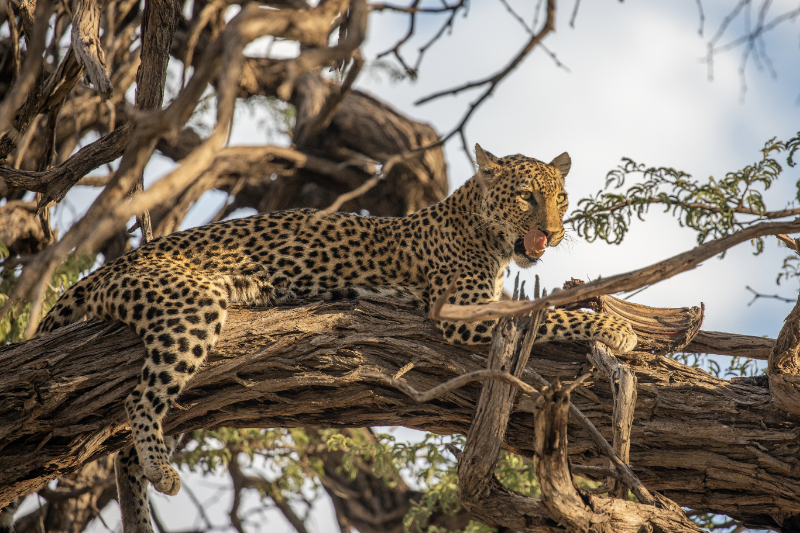 Machaton Private Camp Timbavati Leopard