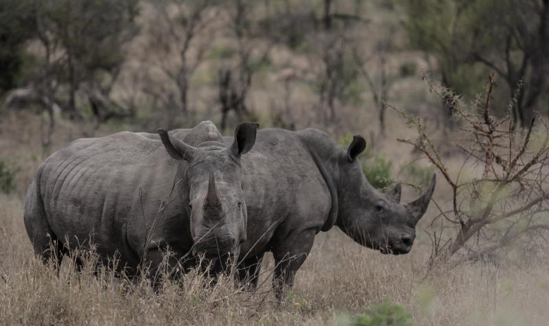 Machaton Private Camp Timbavati Rhino