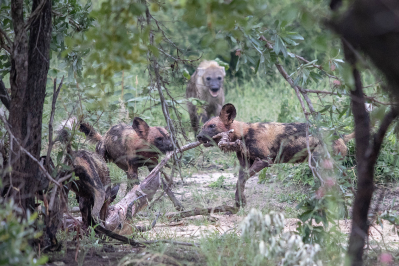 Machaton Private Camp Timbavati Wild dog and hyena