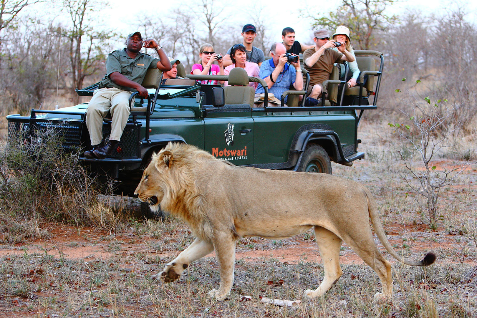 Motswari Private Game Reserve Game Drives