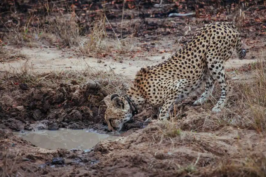 Cheetah makanyi drinking water