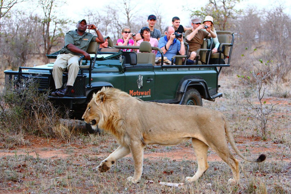Motswari Private Game Reserve african safari direct (23)