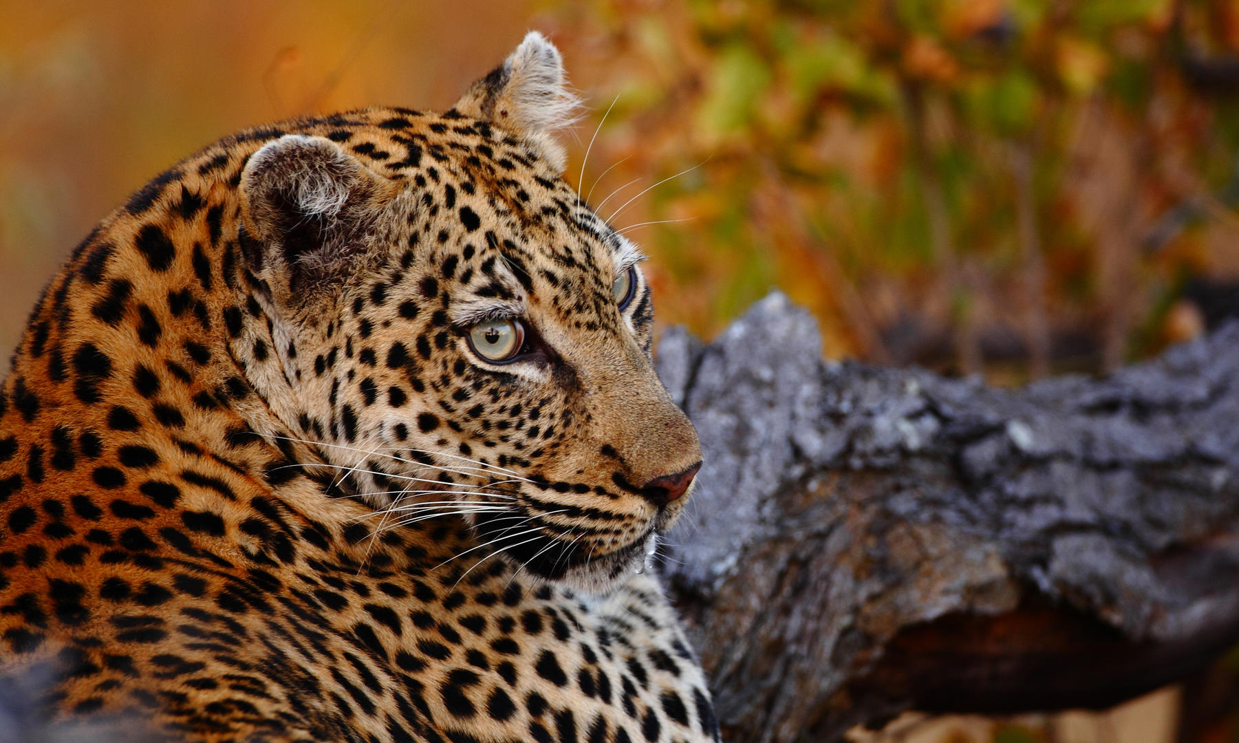 Motswari Private Game Reserve african safari direct (44)