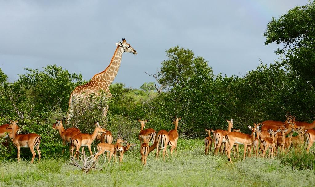 Motswari Private Game Reserve african safari direct (83)