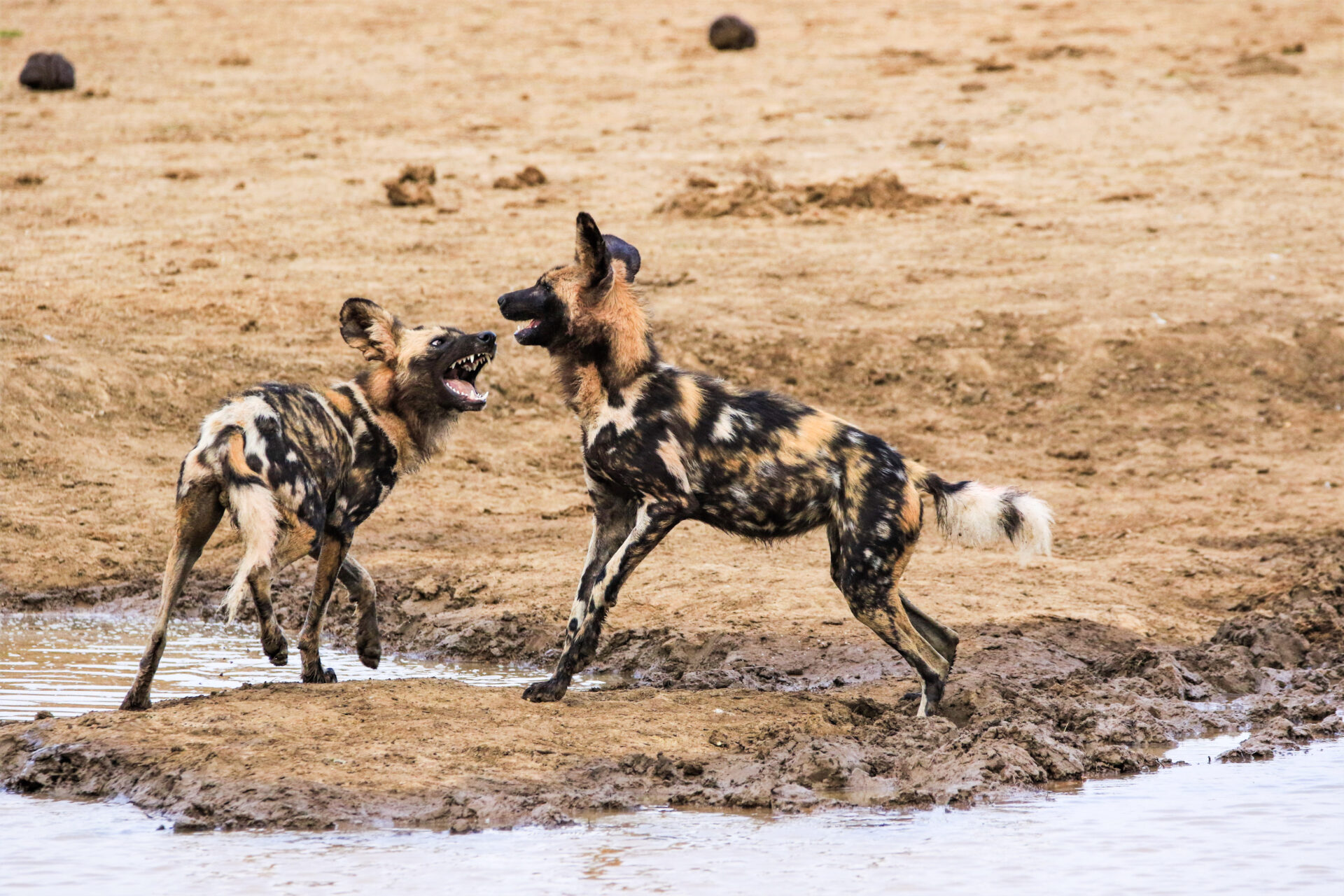 Wilddogs playing in rockfig safari lodge