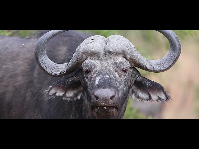 buffalo in makanyi