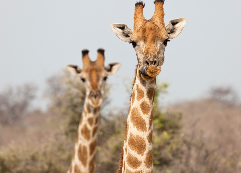 makanyi giraffes
