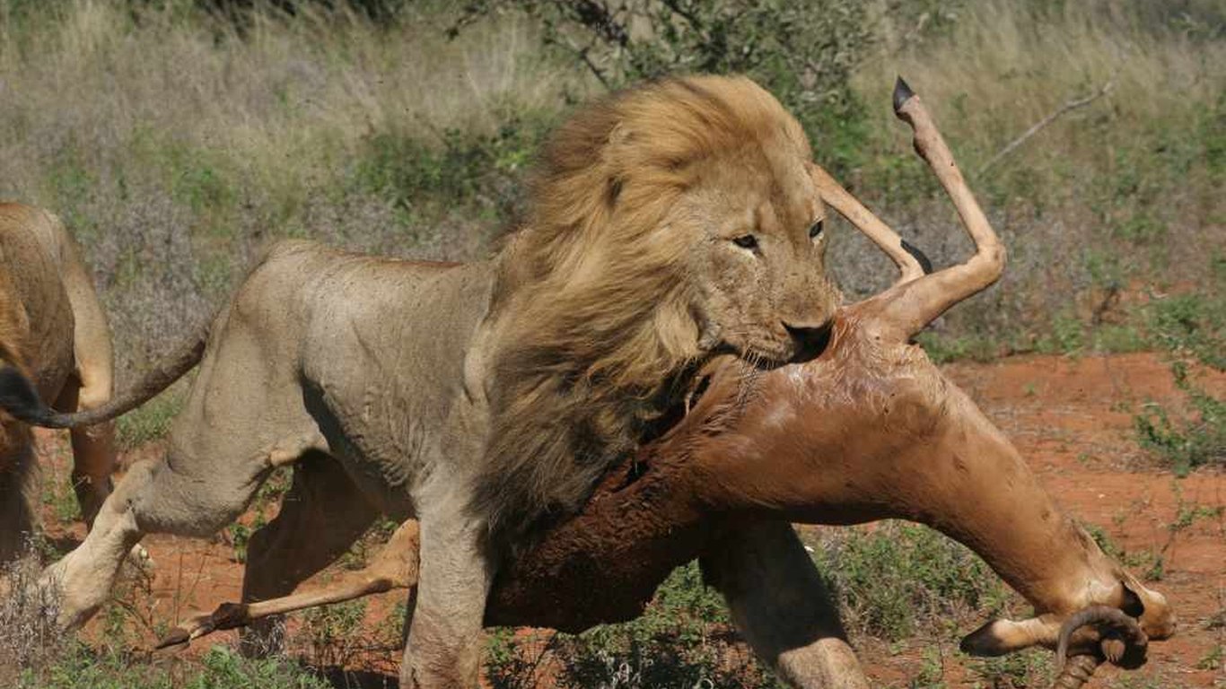 rockfig safari lodge lion with its prey