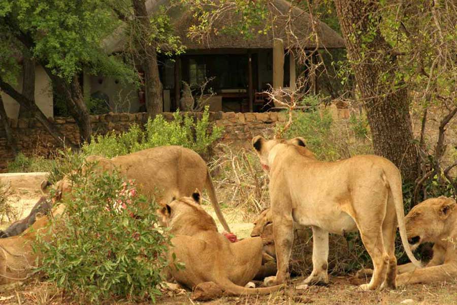 rockfig safari lodge lions feeding