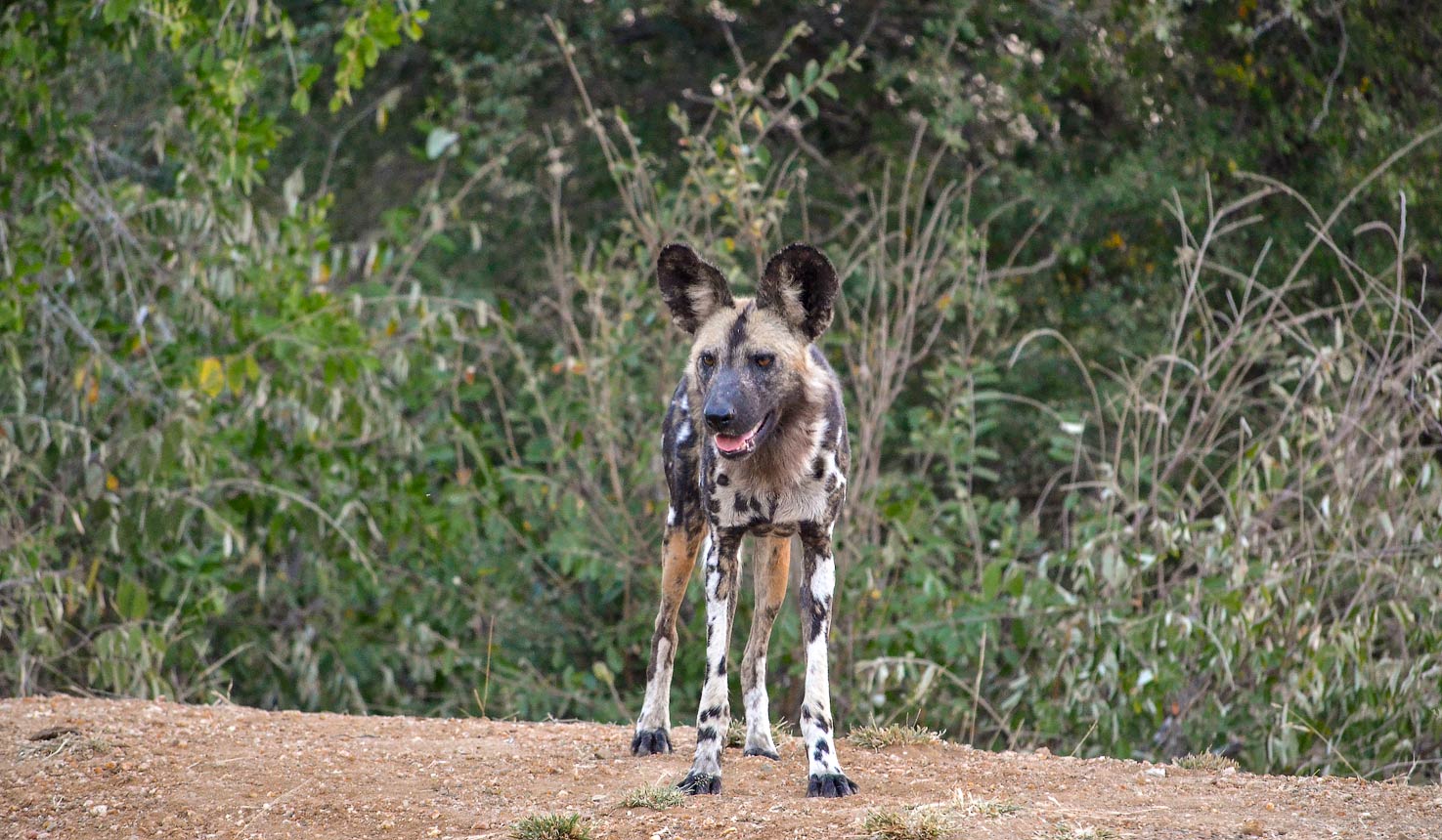 rockfig safari lodge wild dog