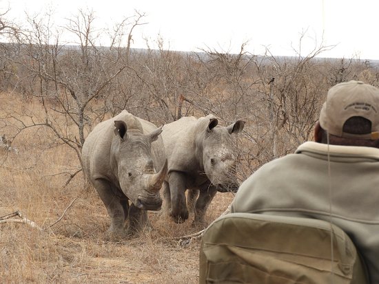 rockfig safari lodge wildlife rhinos
