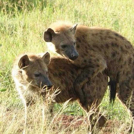 spotted hyenas mating rockfig safari lodge