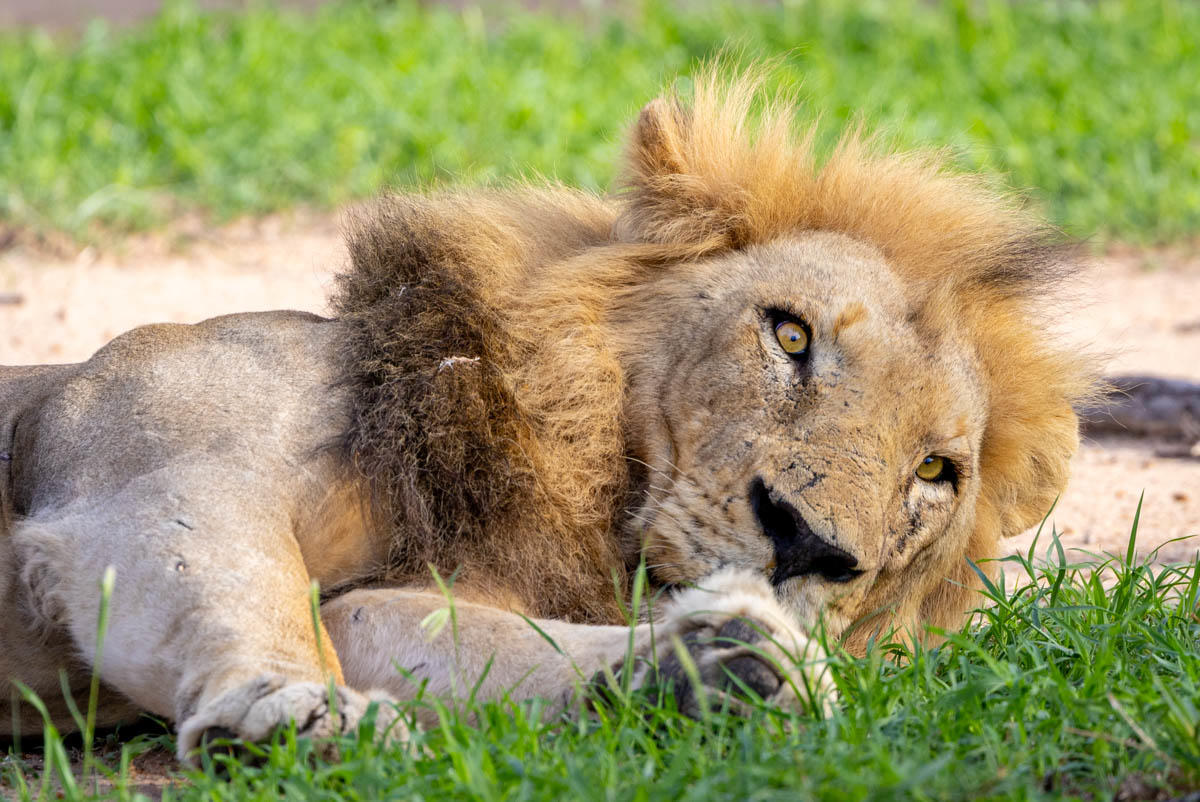 1768676445600rockfig safari camp 111