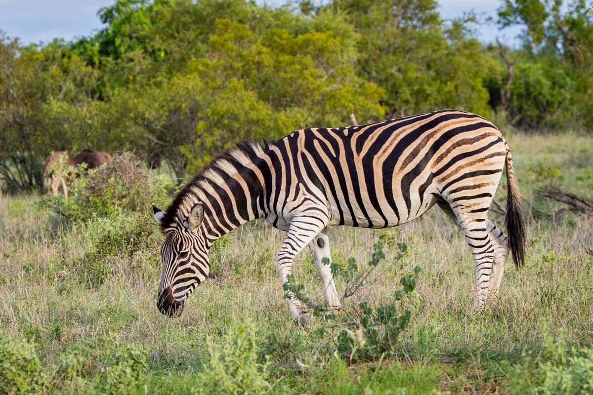 1768676445601rockfig safari camp 1265