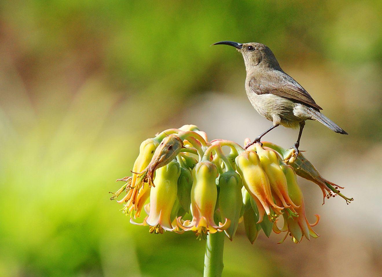 birds 26