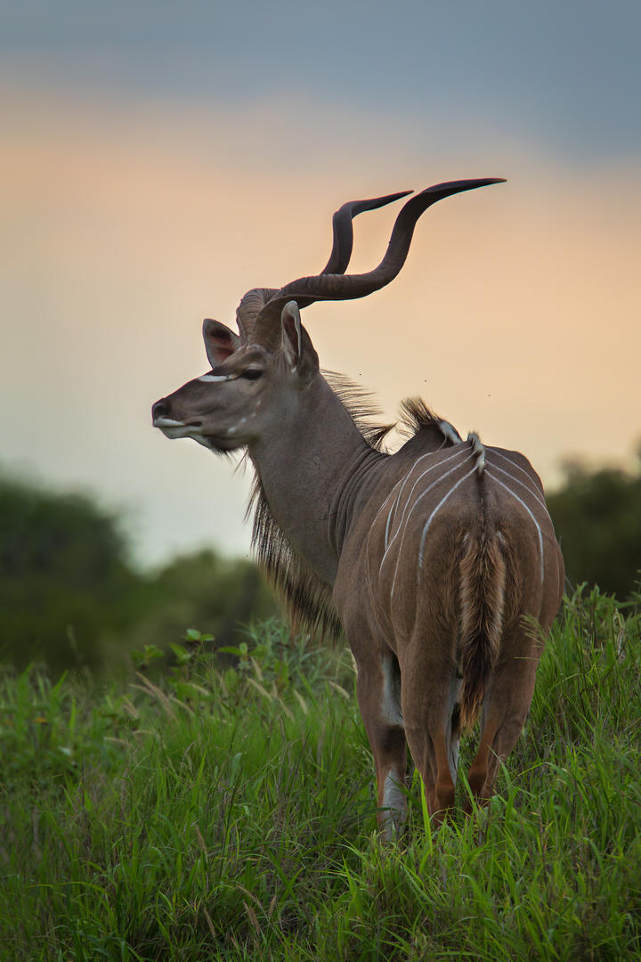Motswari Private Game Reserve Antelope