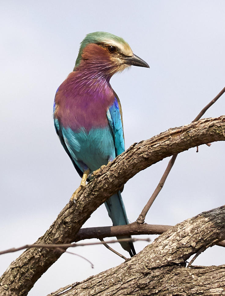 Motswari Private Game Reserve Bird