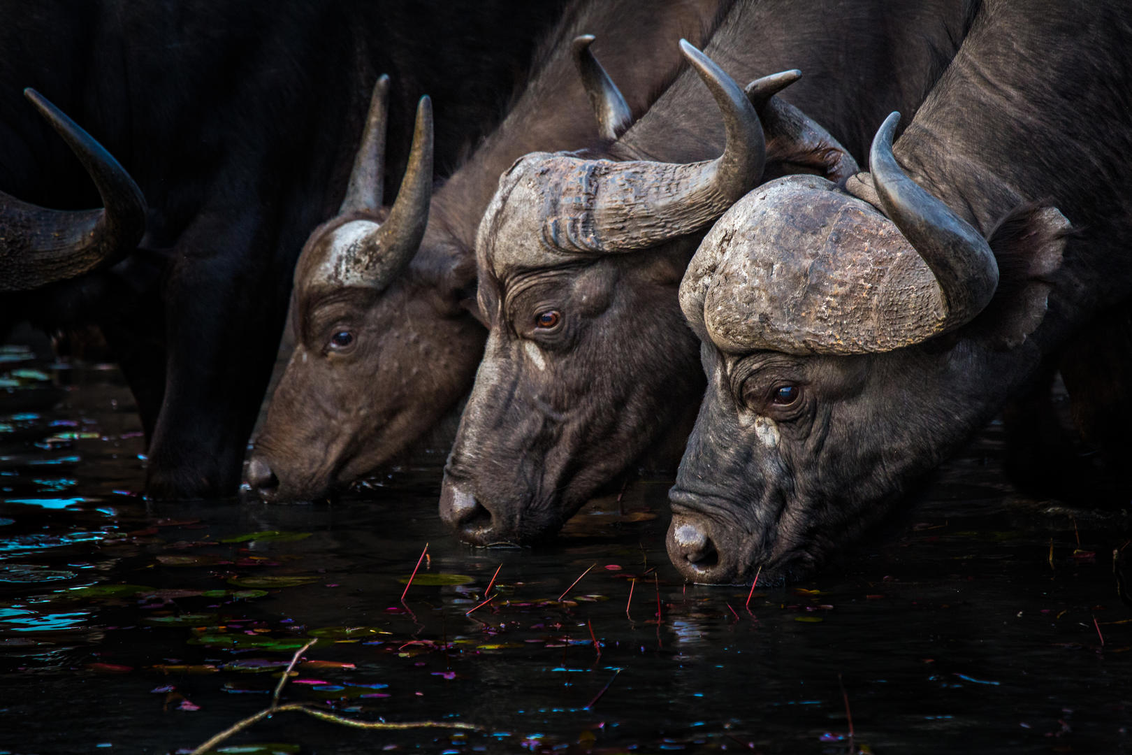Motswari Private Game Reserve Buffalo