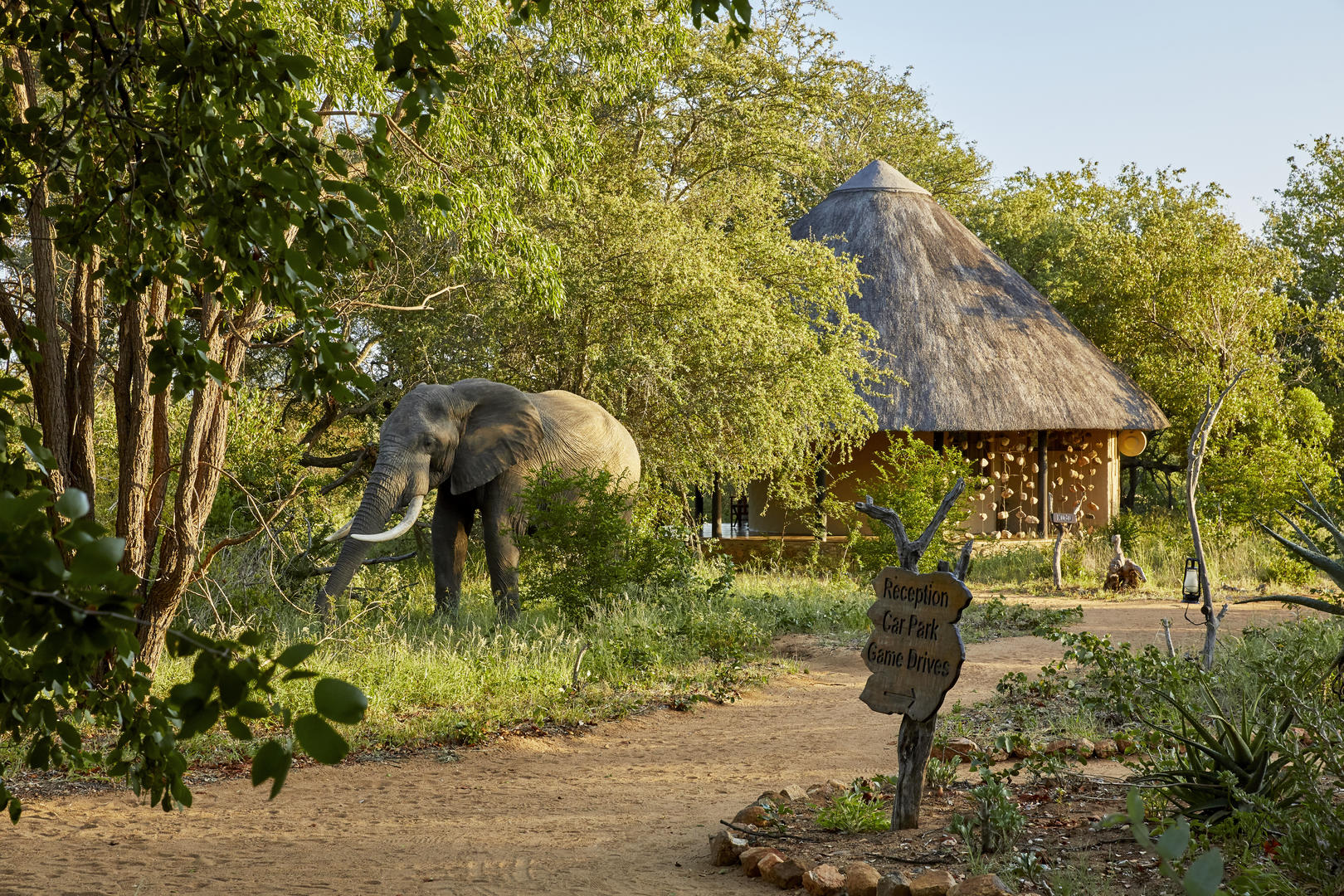 Motswari Private Game Reserve Elephant