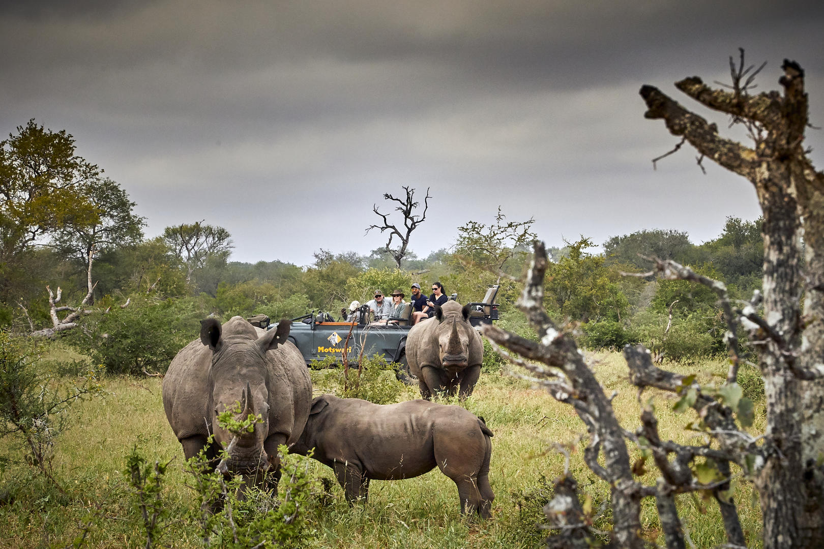 Motswari Private Game Reserve Game Drives 1